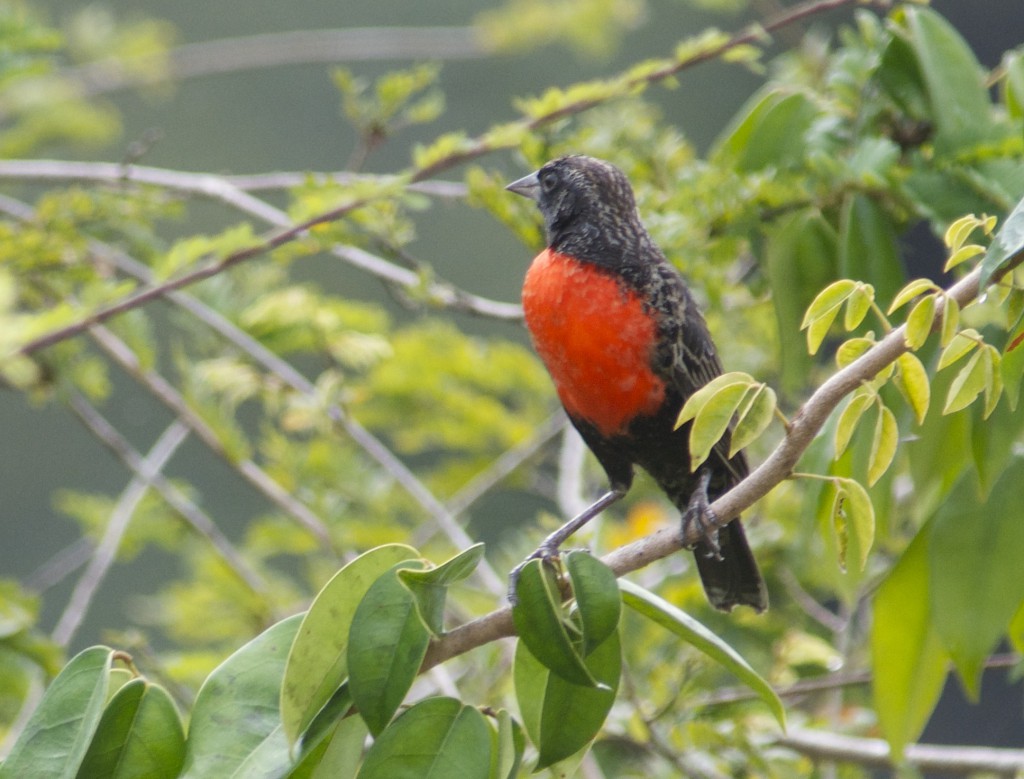 redbellied blackbird